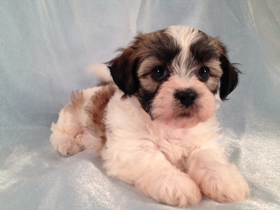 Female Teddy bear puppies|Iowa sale September 2012